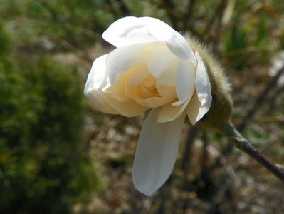 magnolia Royal Star - prima floare