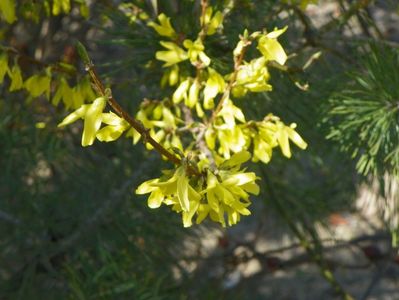 forsythia intermedia