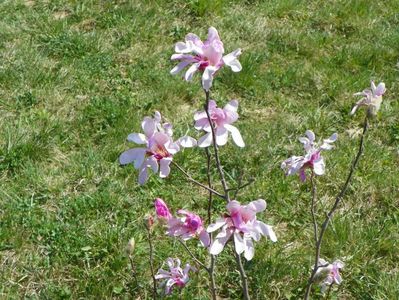 magnolia stellata Rosea