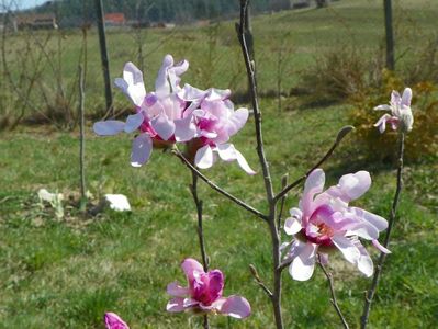 magnolia stellata Rosea