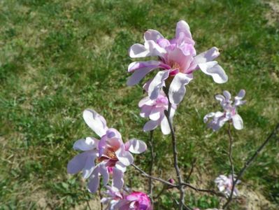 magnolia stellata Rosea