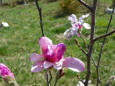 magnolia stellata Rosea