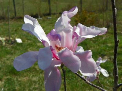 magnolia stellata Rosea