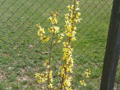 forsythia Lemon Supreme