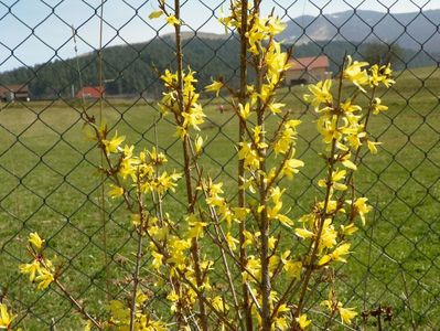 forsythia Lemon Supreme