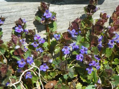 glechoma hederacea