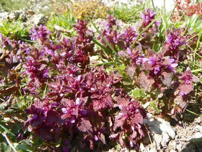 lamium purpureum