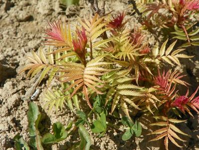 sorbaria sorbifolia Sem