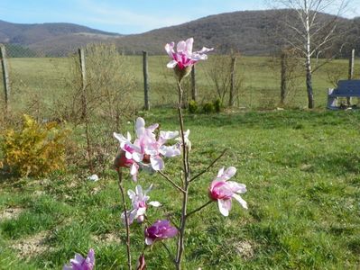 magnolia stellata Rosea