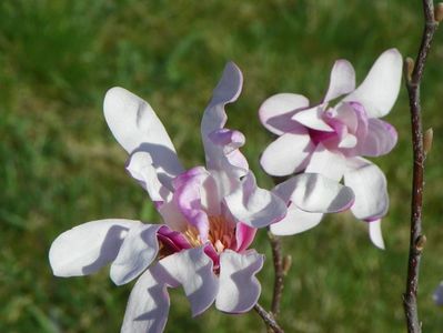 magnolia stellata Rosea