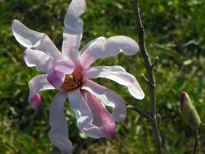 magnolia stellata Rosea