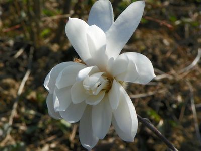 magnolia Royal Star