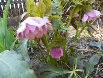 6 apr (19)
