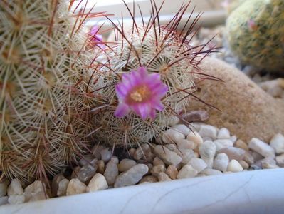 Mammillaria microhelia