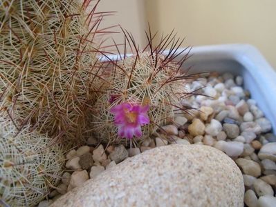 Mammillaria microhelia