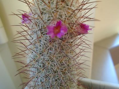 Mammillaria microhelia