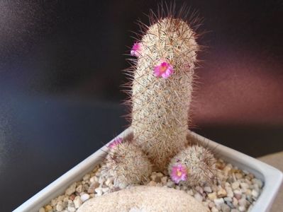 Mammillaria microhelia