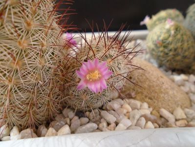 Mammillaria microhelia