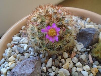 Mammillaria carmenae f. rubrispina