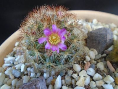 Mammillaria carmenae f. rubrispina