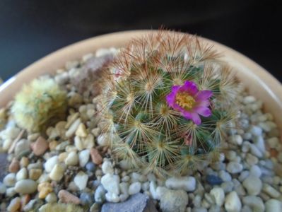 Mammillaria carmenae f. rubrispina