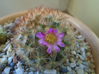 Mammillaria carmenae f. rubrispina