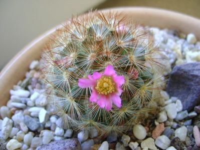 Mammillaria carmenae f. rubrispina