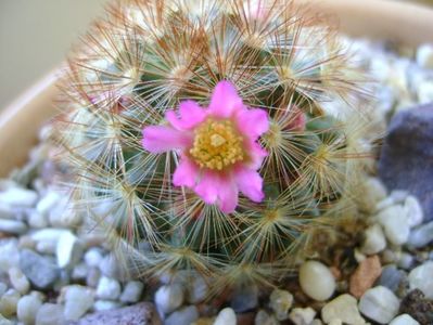 Mammillaria carmenae f. rubrispina