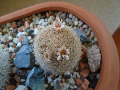 Mammillaria magallanii