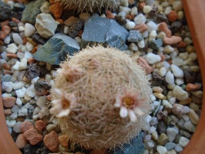 Mammillaria magallanii