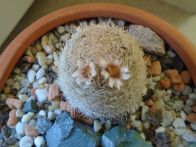 Mammillaria magallanii