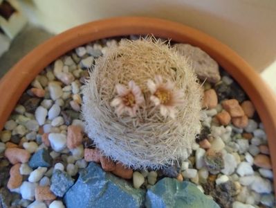 Mammillaria magallanii