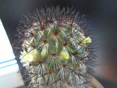 Mammillaria microhelia