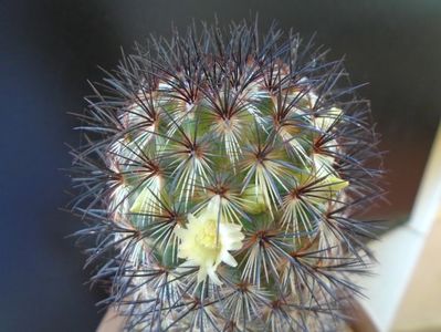 Mammillaria microhelia