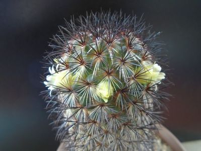 Mammillaria microhelia