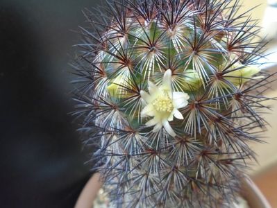 Mammillaria microhelia