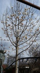 magnolia Alba