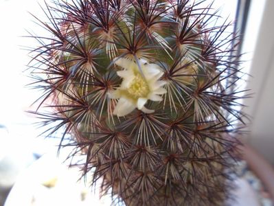 Mammillaria microhelia