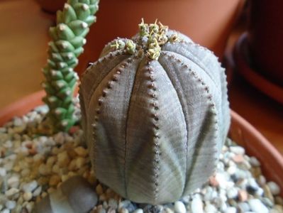 Euphorbia obesa