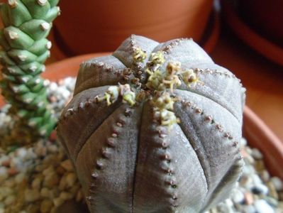 Euphorbia obesa