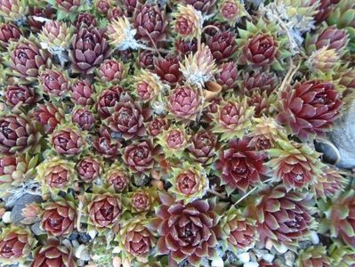 Sempervivum