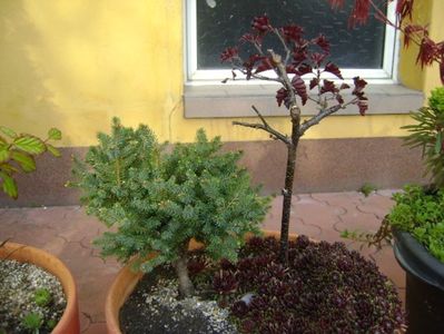 Mesteacan negru & Conifer pitic