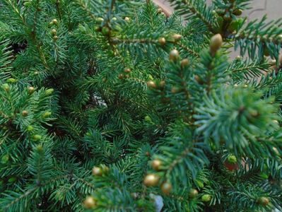 Mesteacan negru & Conifer pitic