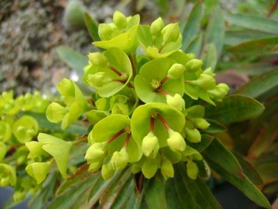 Euphorbia amygdaloides