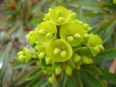 Euphorbia amygdaloides