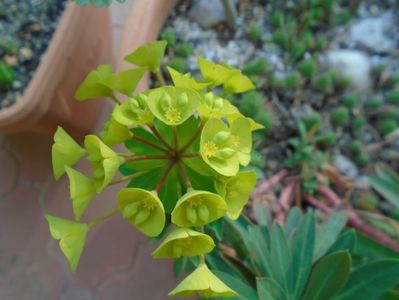 Euphorbia amygdaloides