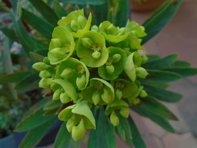 Euphorbia amygdaloides