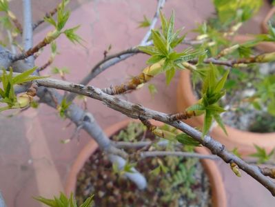 Liquidambar styraciflua