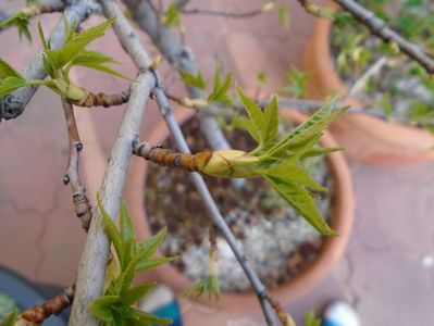 Liquidambar styraciflua