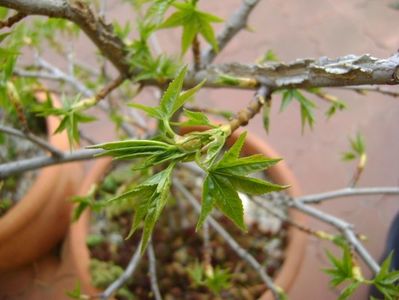 Liquidambar styraciflua